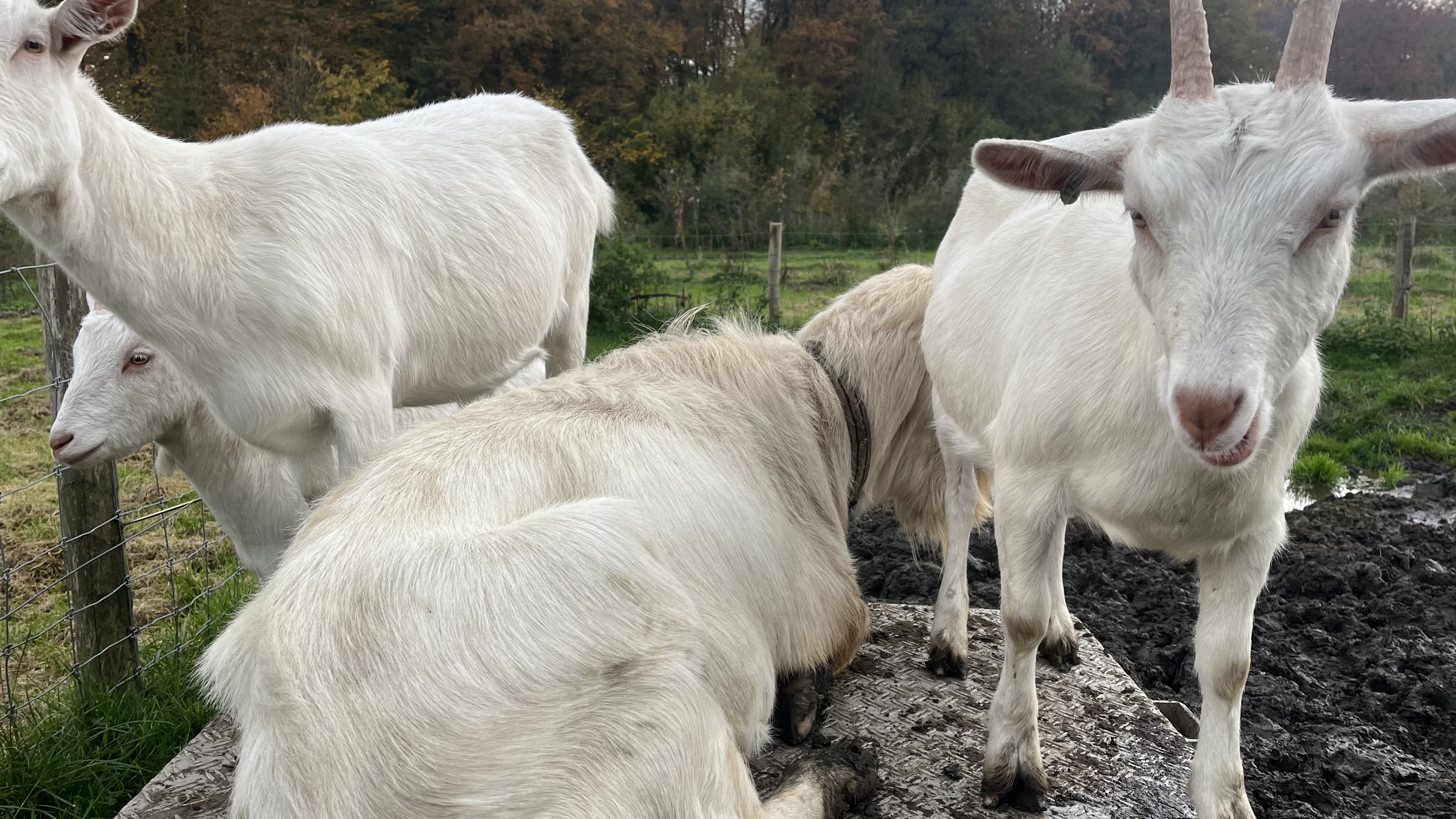 Spotted a few days ago