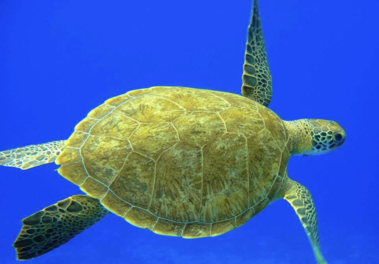 turtle